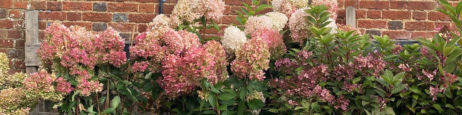 Hydrangea paniculata