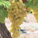 Grape Vine Centennial Seedless - image 2
