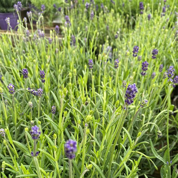 Lavender Lavandula ang. Hidcote - image 1