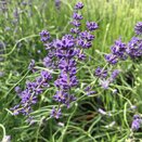 Lavender Lavandula ang. Hidcote - image 2