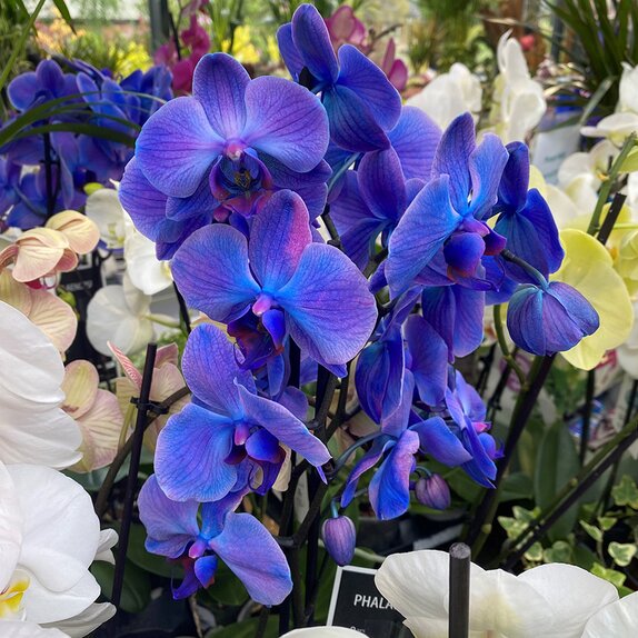 Phalaenopsis Magic Blue