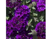 Starter Plant Verbena Magelana Midnight Purple 9cm pot
