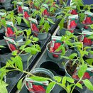 Tomato Plant Roma