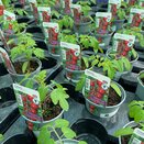 Tomato Plant Sweet Aperitif