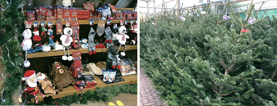 Buy Christmas tree Knights Garden Centre Godstone Betchworth