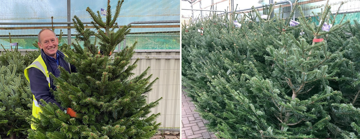 Buy Christmas tree Knights Garden Centre Godstone Betchworth