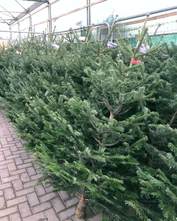 Buy Christmas tree near Caterham at Knights Garden Centre