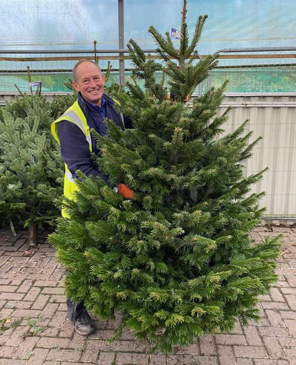 Buy Christmas tree Dorking Knights Garden Centre decorations xmas