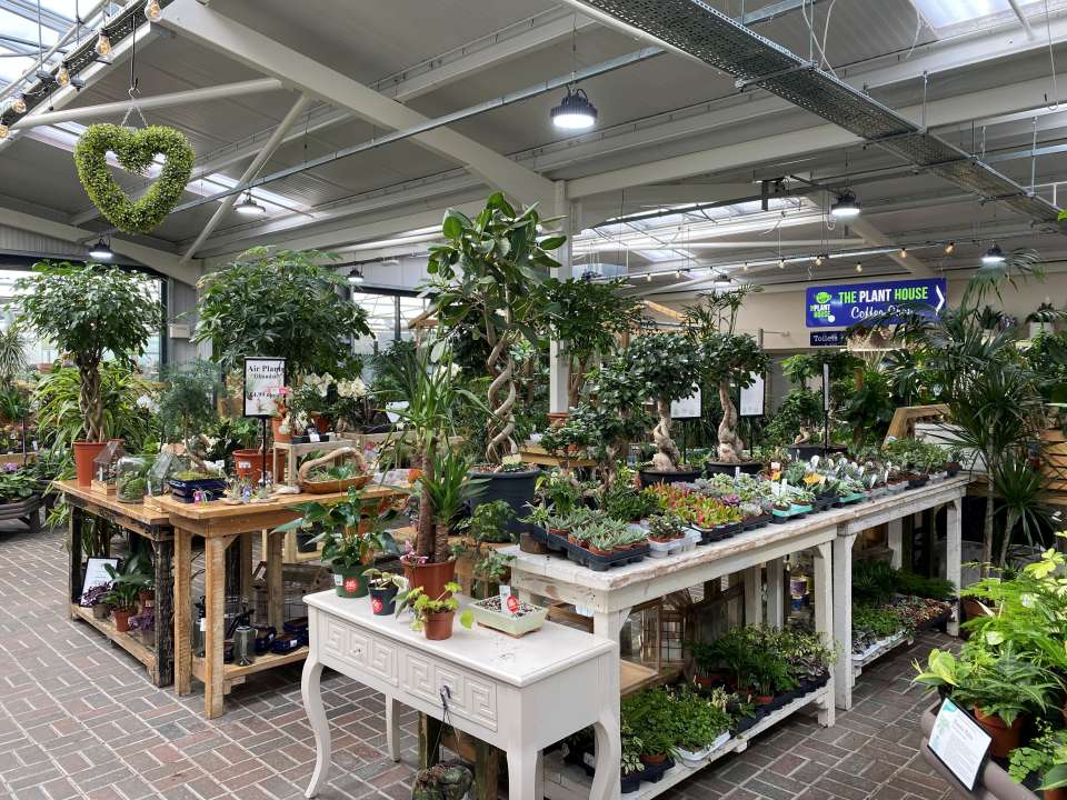 Houseplant display