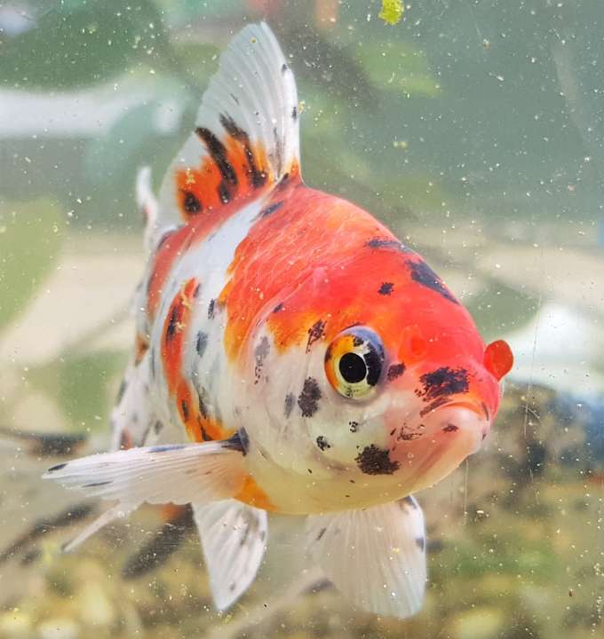 Goldfish and koi fish online