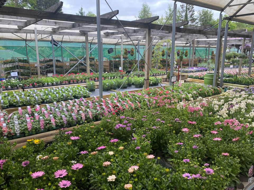 Plant Area
