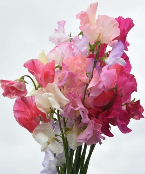 sweet peas