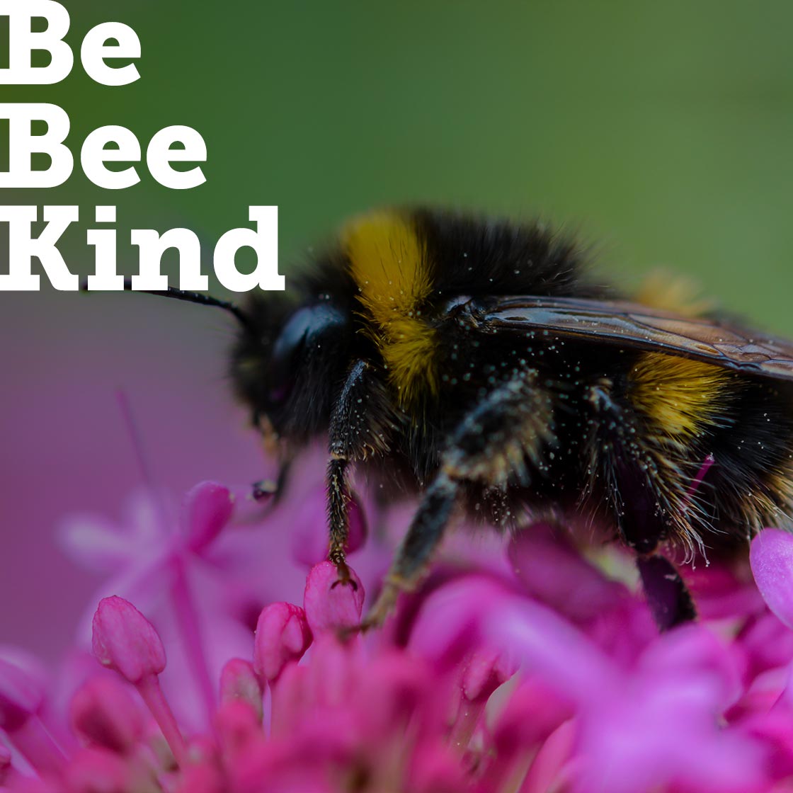 Promote bee safe products and promote bee friendly plants