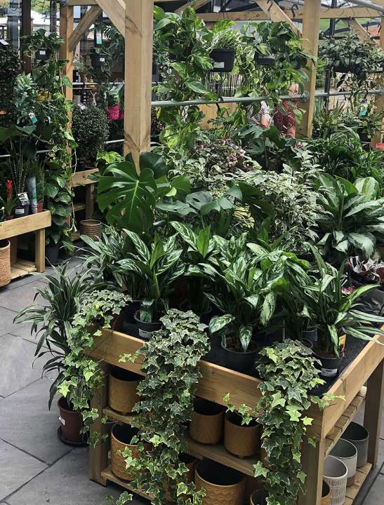 Nags Hall Houseplants
