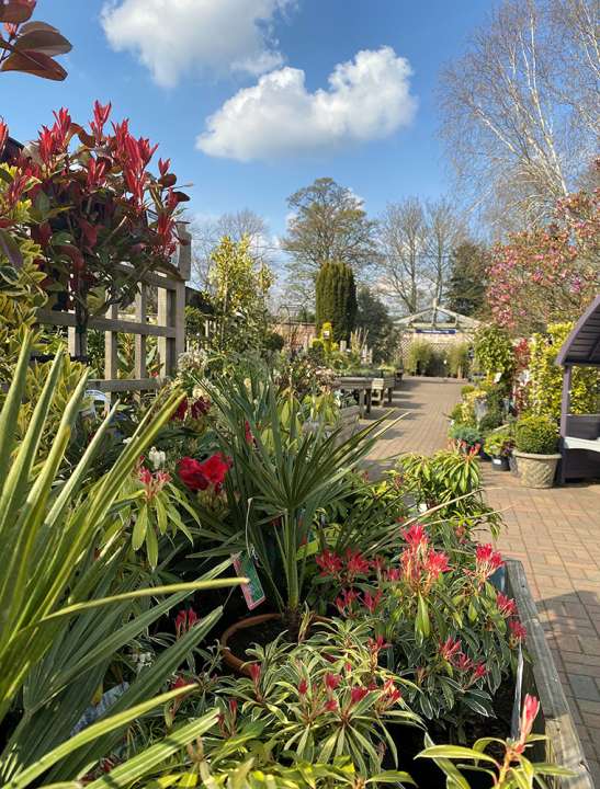 Knights Nags Hall Garden Centre