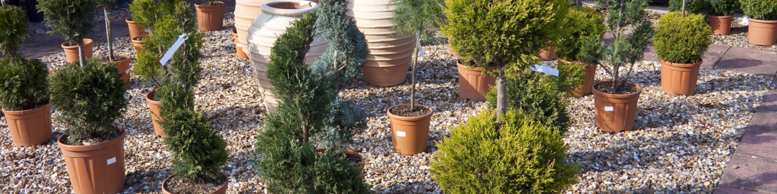 25% Off Specimen Plants. Instore Only
