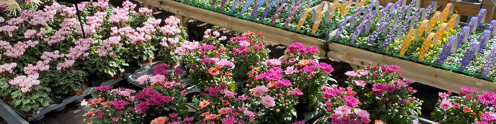 Bedding Plants for Autumn and Winter