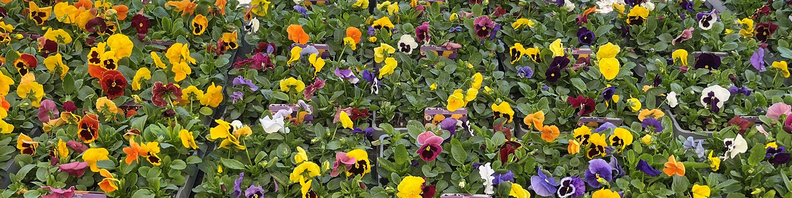 Autumn Bedding Plants Now in Stock