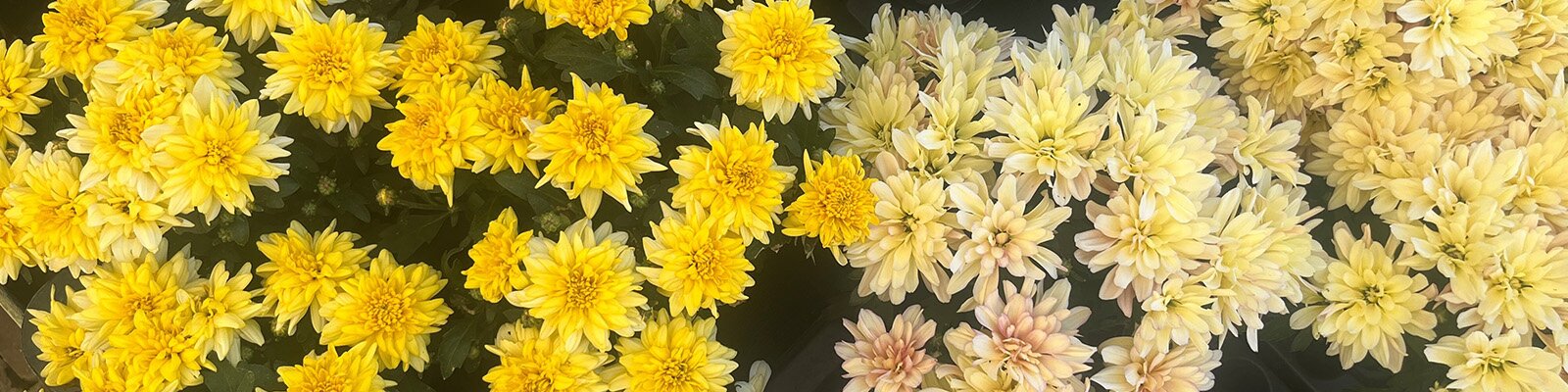 Brighten up with Chrysanthemum