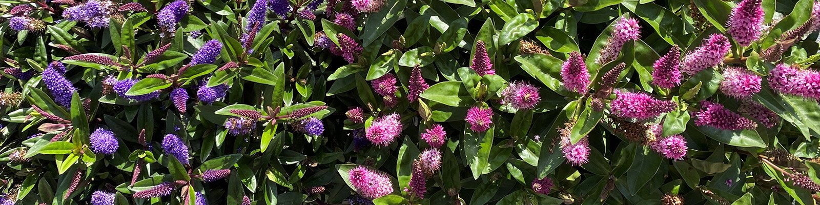Colour for gardens & food for bees