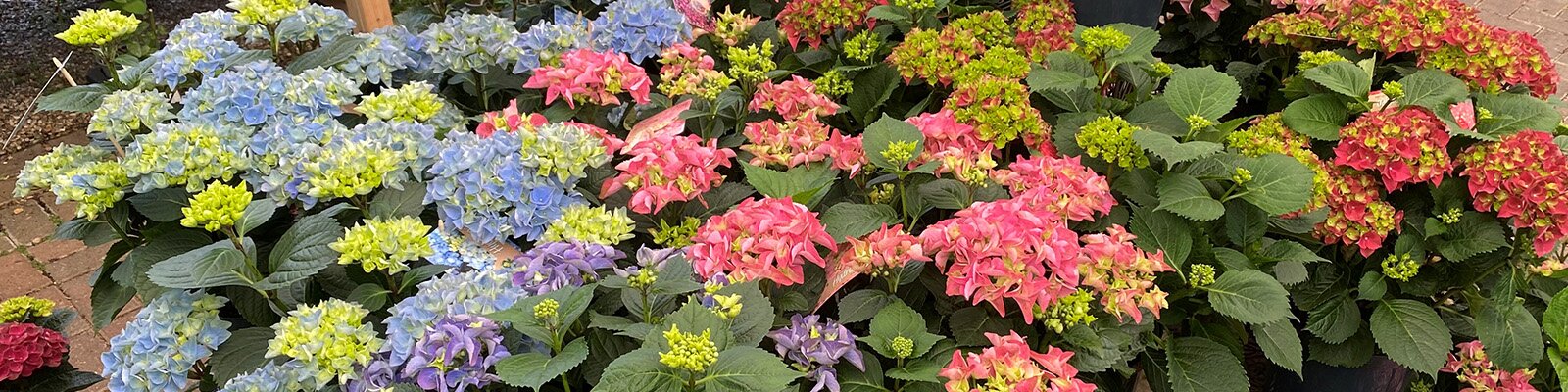 Plant Hydrangea for Late Summer Colour