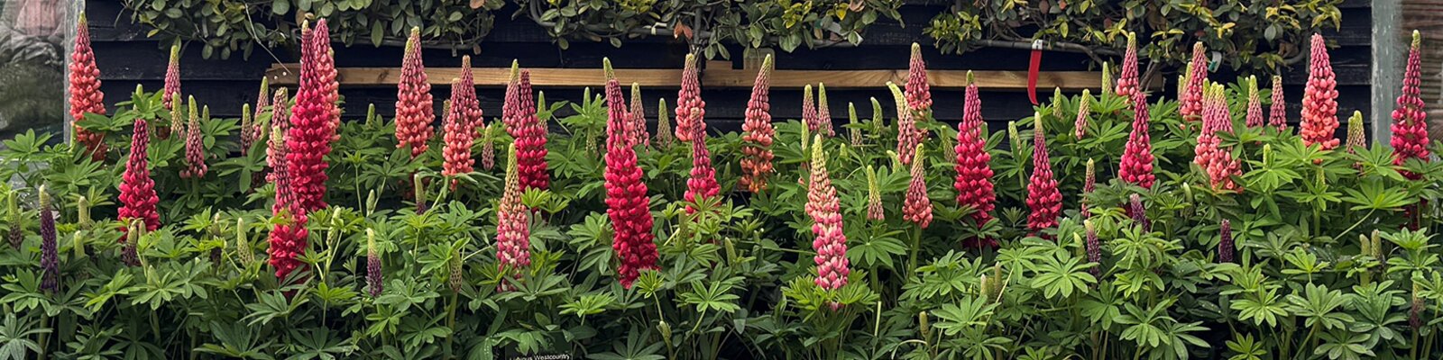Luscious Lupins Now In Stock