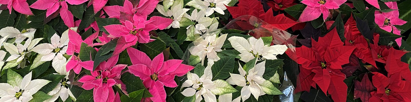 Fill your home with Christmas Cheer