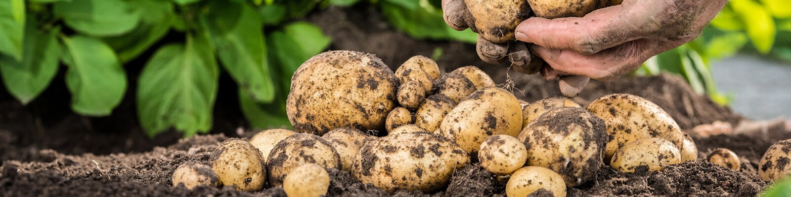 Seed Potatoes Now in Stock