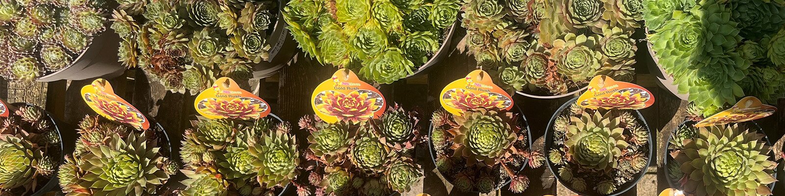 Sempervivum Love