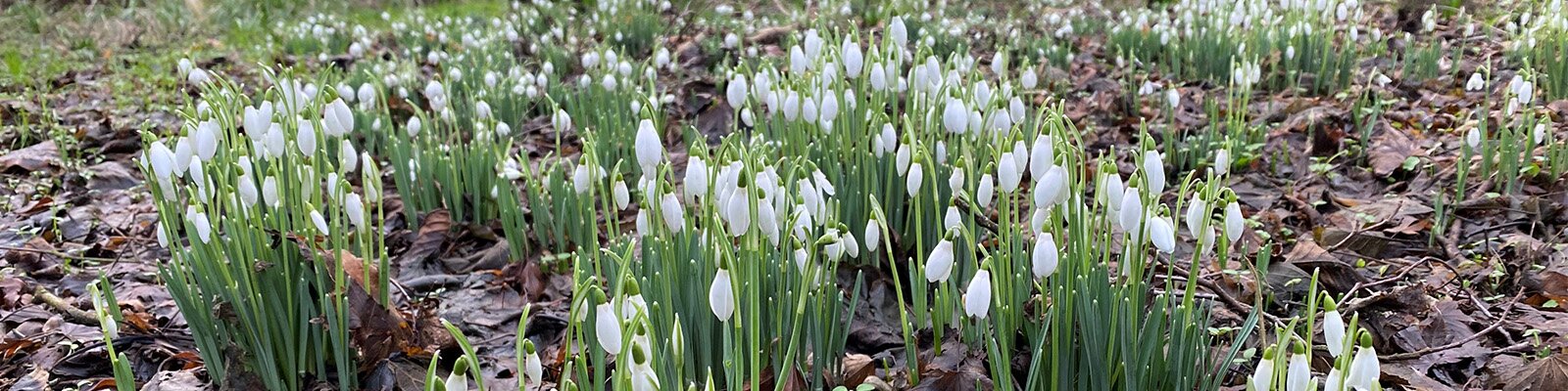 Snowdrops - The Herald of Spring