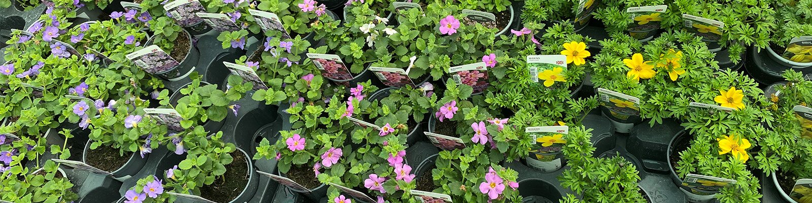 Summer Bedding Now in Stock