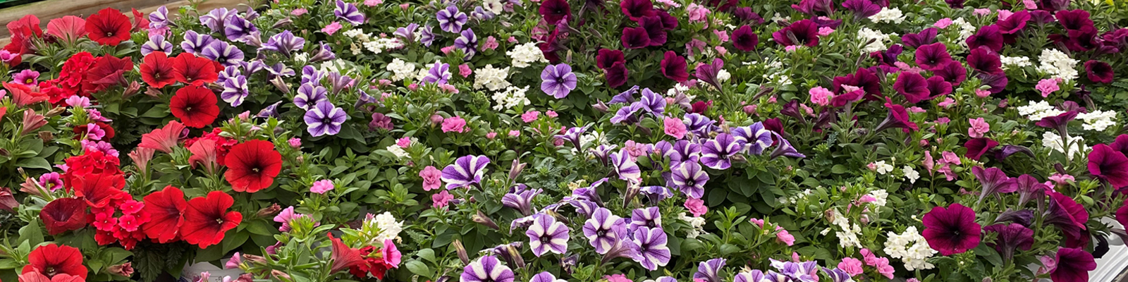 Summer Bedding Now in Stock