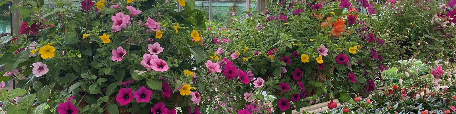 Plant some Summer Colour
