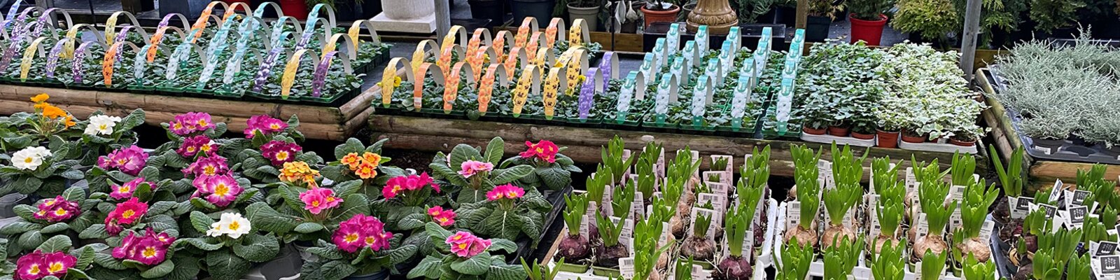 Bedding Plants for Winter