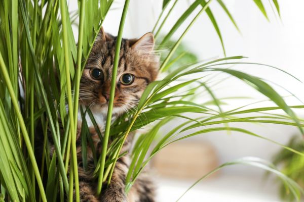 10 non-toxic indoor plants if you have pets