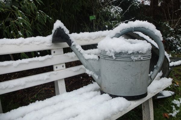 15 Gardening Tips for January