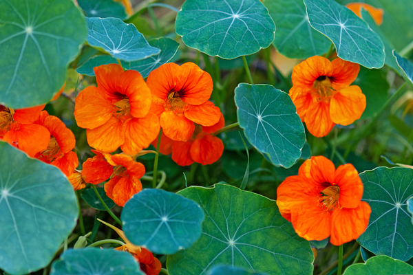 4 fantastic summer annuals to sow