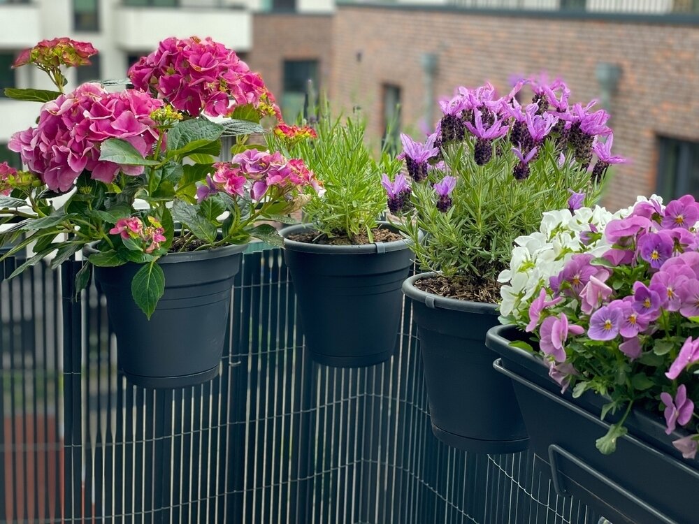 5 great planting ideas for balconies Knights Garden Centres