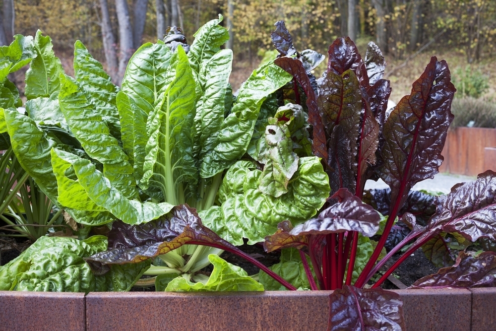 Garden　vegetables　to　Centres　autumn　grow　in　Knights