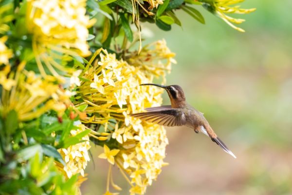 6 ways to make your back garden a wildlife habitat