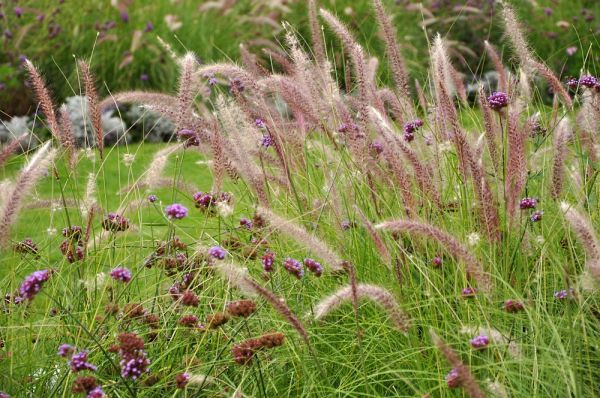 8 great ornamental grasses to grow