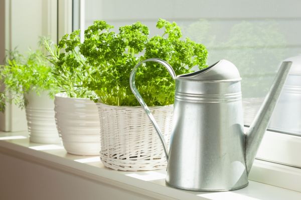 Best plants for a window kitchen garden 