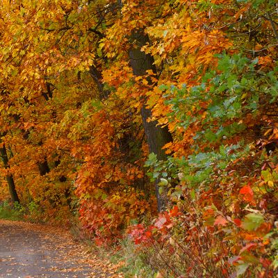 Celebrate National Tree Week