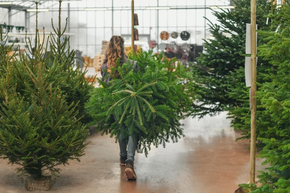 Choosing a British Grown Christmas Tree Knights Garden Centres