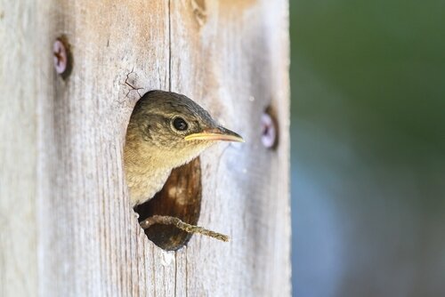 Choosing the right nest box for your garden birds
