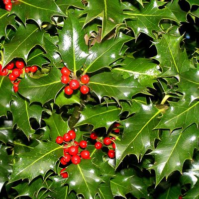 Garden Plants of the moment: Red Plants