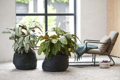 Houseplant of the month: Calathea 