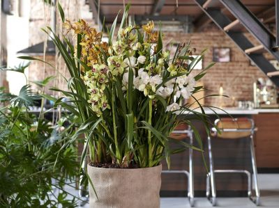 Houseplant of the month: Cymbidium