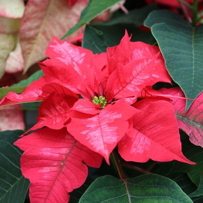 Houseplant of the month: Poinsettia