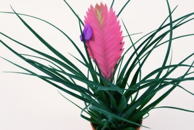 Houseplant of the month: Tillandsia